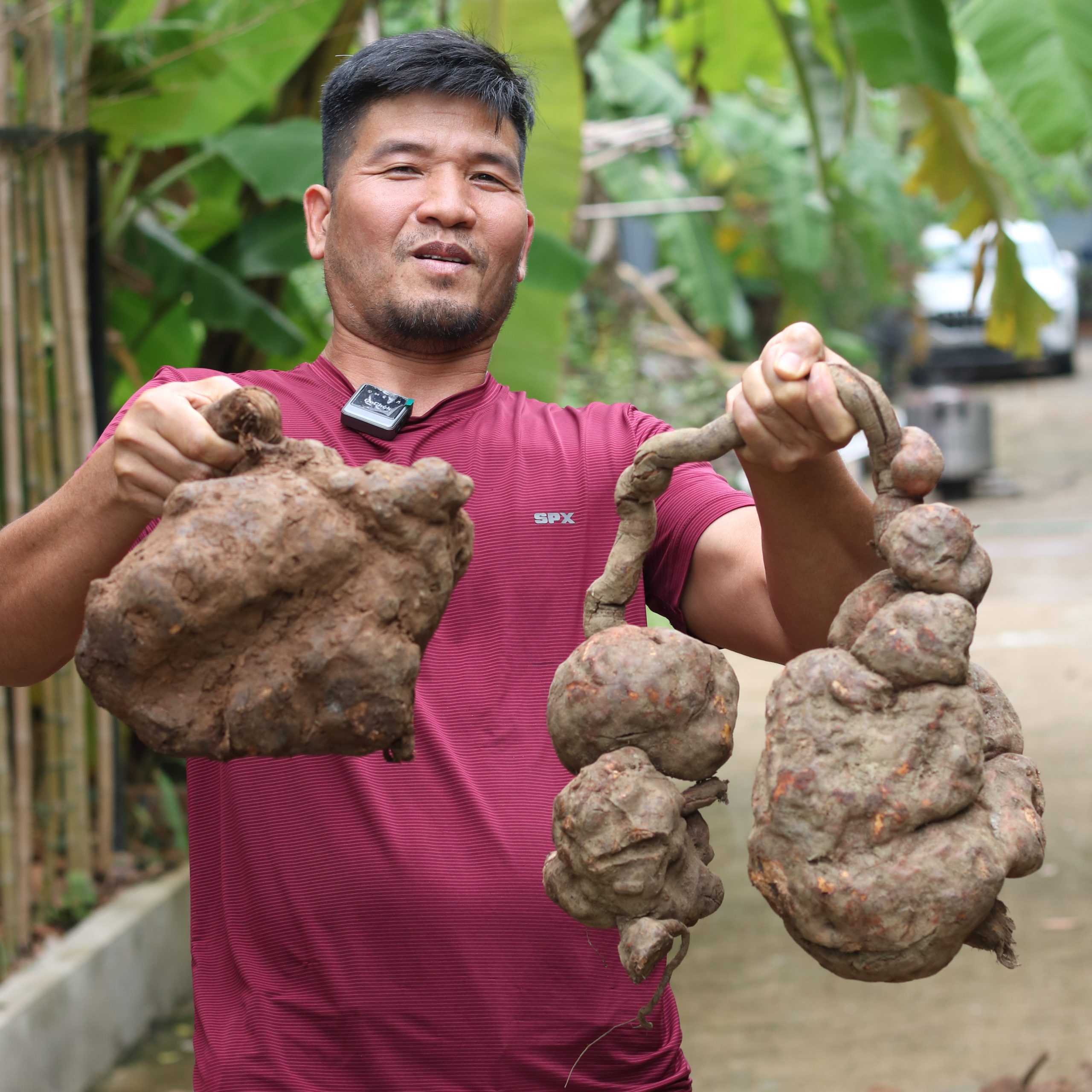 Chế Biến Trà Sâm Hà Thủ Ô Thượng Phẩm Sau Bao Ngày Nghiên Cứu 3 ha thu o cuu chung cuu sai pham ngoc duong 3 scaled