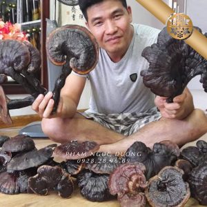 Nấm Lim Xanh Rừng