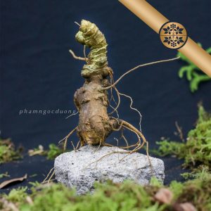 Sâm Lai Châu Trồng Rừng