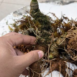 sam lai chau 8 9 nam tuoi nha bao pham ngoc duong 2