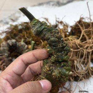 sam lai chau 8 9 nam tuoi nha bao pham ngoc duong 4