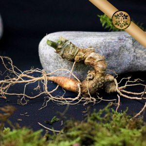 Sâm Lai Châu Trồng Rừng