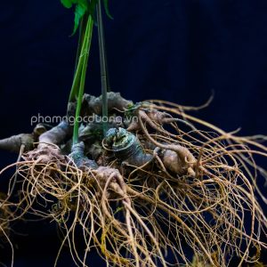 Sâm Lai Châu Trồng Rừng