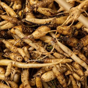 Đảng Sâm Dây Tím