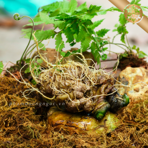 Tam Thất Bắc Tươi