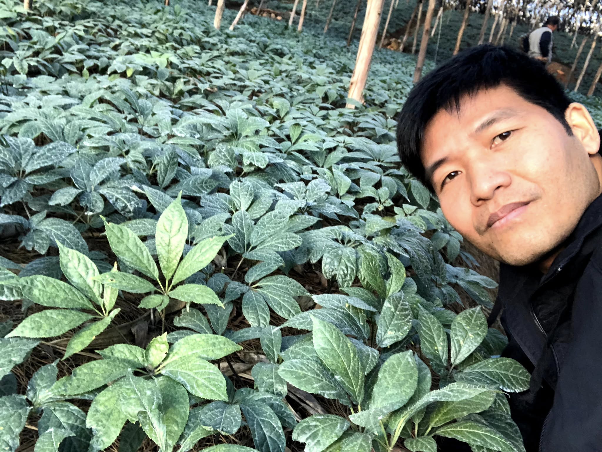 Giải mã Tam thất - Phần 2: Vì sao tôi không dùng hoa, lá tam thất? 2 giai ma tam that bac phan 2 vi sao toi khong dung la tam that 2