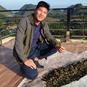 Trà Lá Sâm Lai Châu