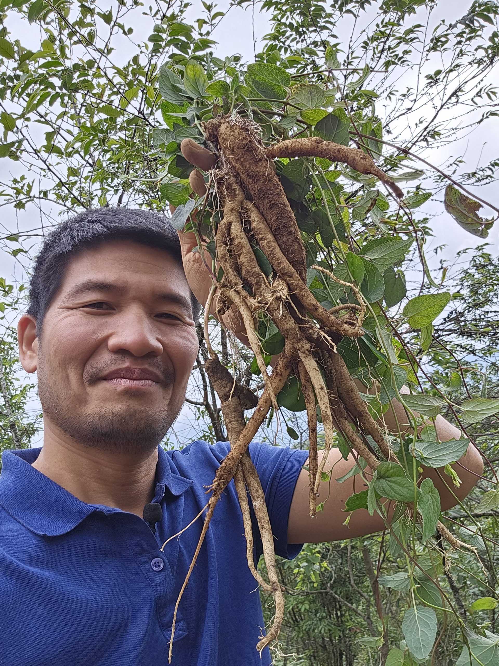 Đừng thấy Đảng Sâm Rẻ Tiền mà Coi Thường 4 dang sam day tim nha bao pham ngoc duong 30 scaled