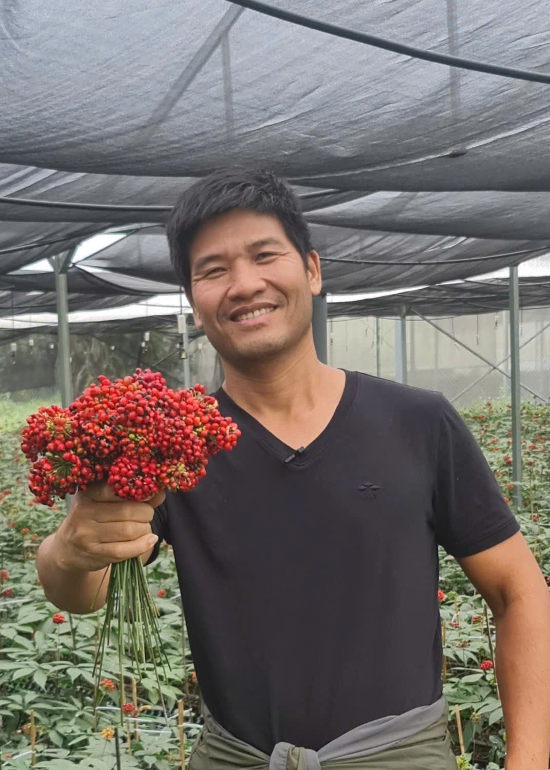 nha bao pham ngoc duoc thu hoach hoa sam