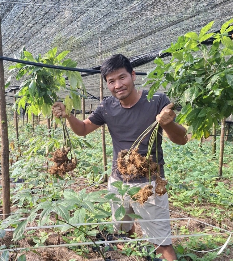 thu hoach vuon sam 6 tuoi o lao cai
