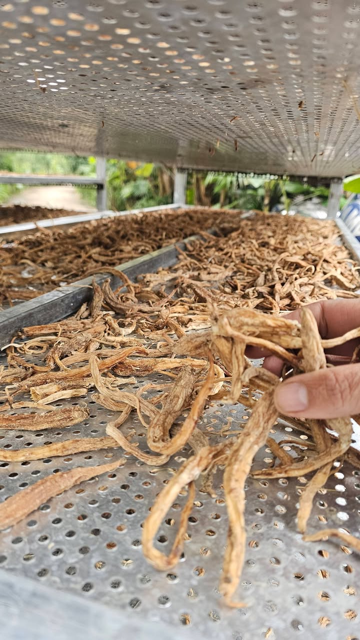 Cách Dùng Đảng Sâm Dây Tím Sấy Khô Sao Cho Đúng 3 dang sam day tim say kho pham ngoc duong 4