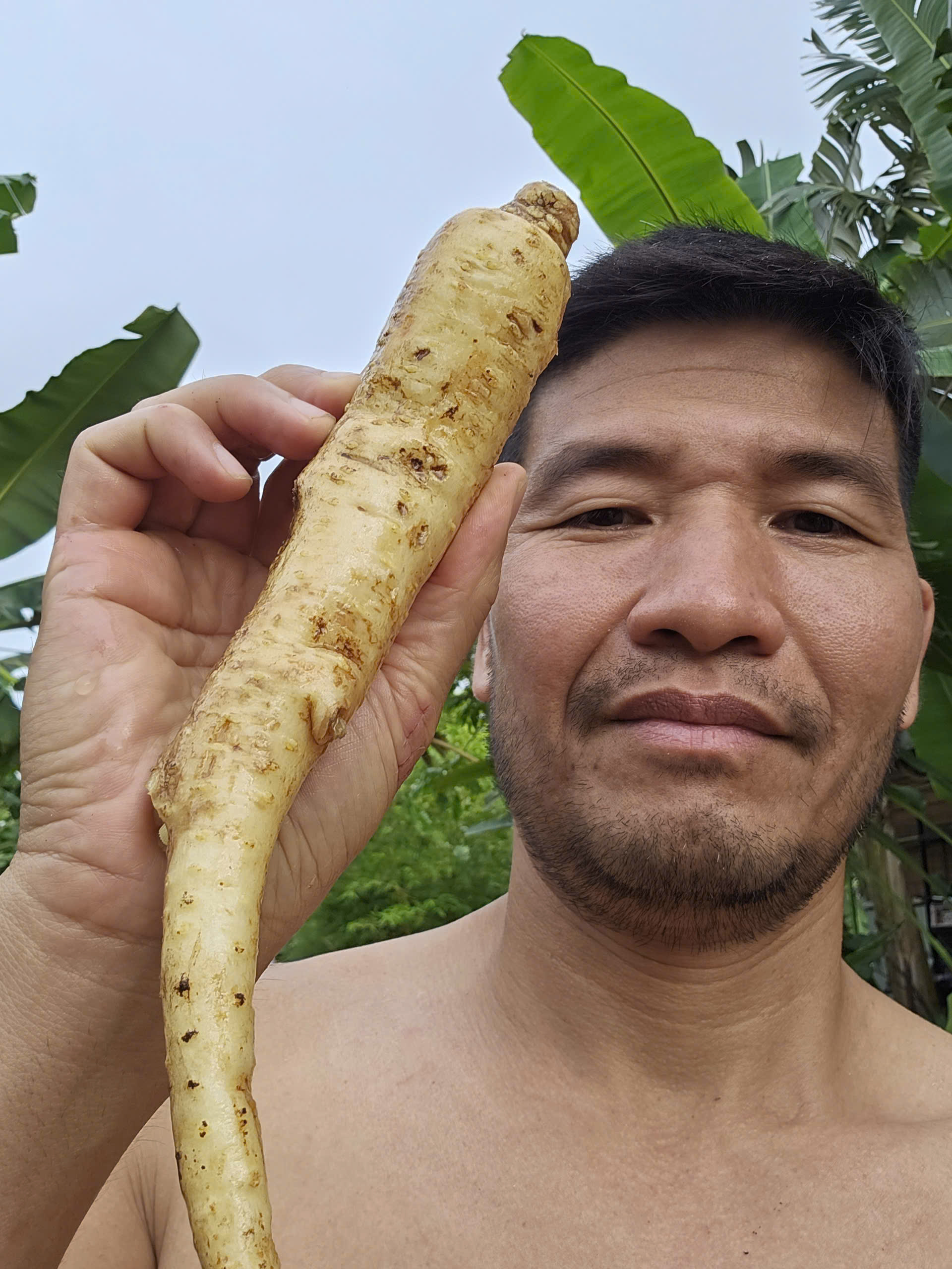 Đừng thấy Đảng Sâm Rẻ Tiền mà Coi Thường 1 dang sam day tim tuoi pham ngoc duong
